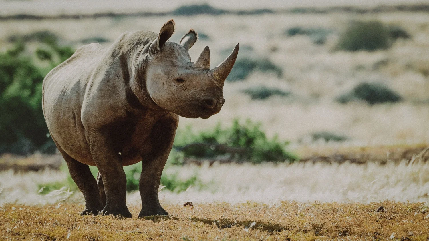 Spitzmaulnashorn im Segera Rhino Sanctuary, Zentralkenia